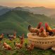 100% Naturally Foraged: The Nutrition & Health Benefits of Premium Hill Chicken
